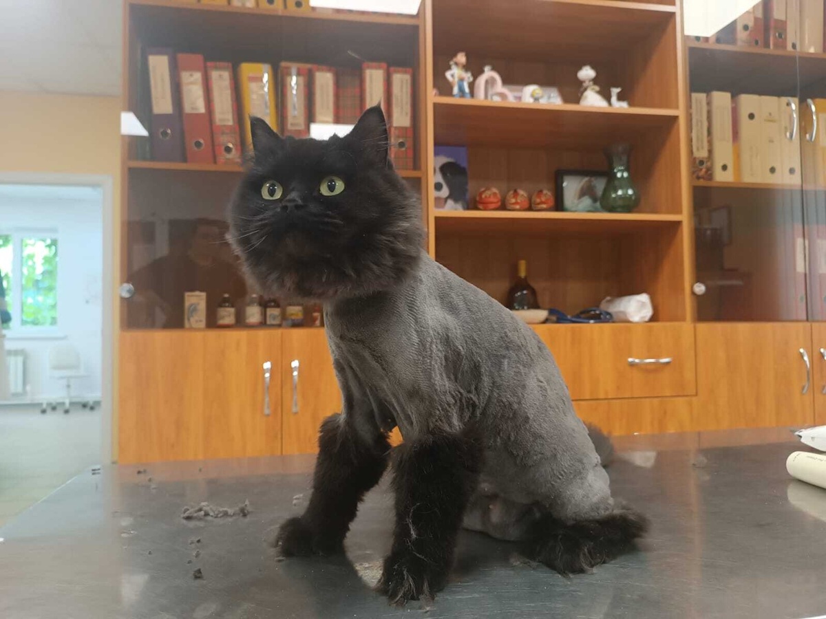     Фото ВК БУВО "Воронежской гор.СББЖ"