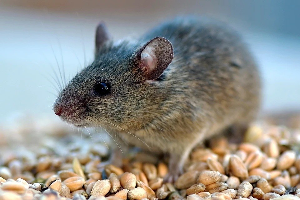    Мыши в космосе: как проходит миссия грызунов на спутнике «Бион-М» GLOBAL LOOK PRESS