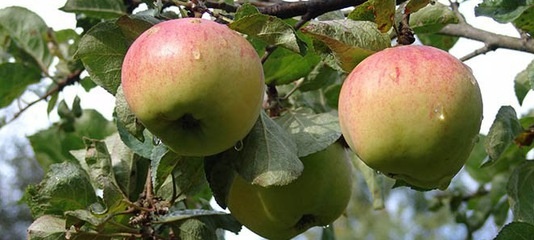 Нужен полив или нет ..7