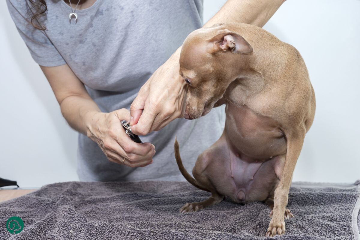 Почему собака боится стричь когти