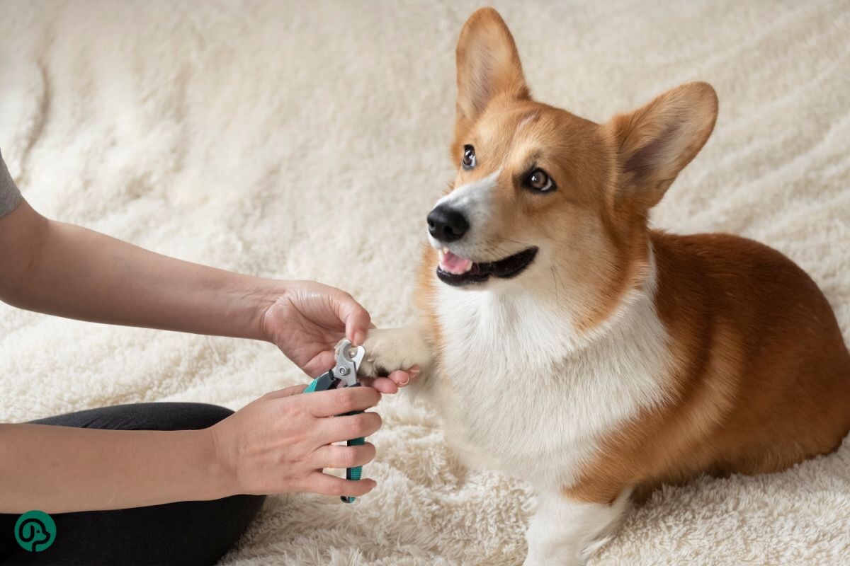 Стрижка когтей 