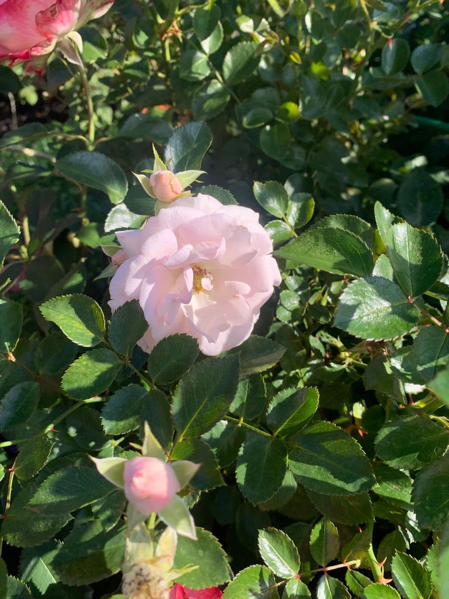 роза Аспирин.