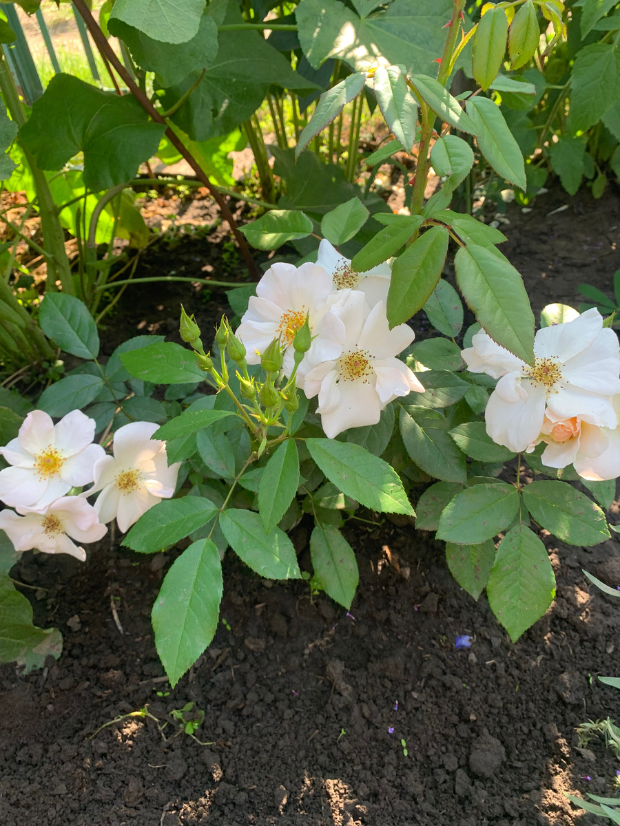 роза Салли Холмс. Все фото автора.