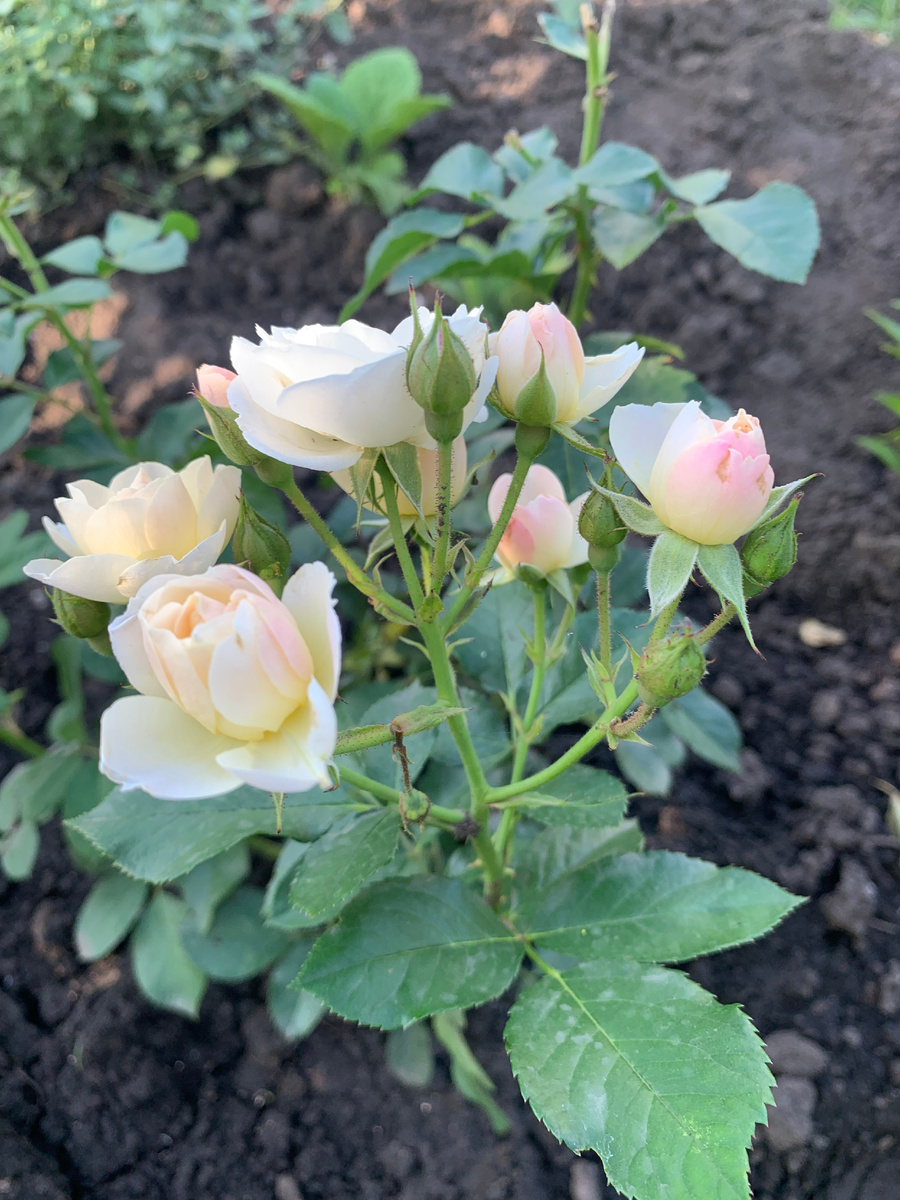 роза Буке Парфе