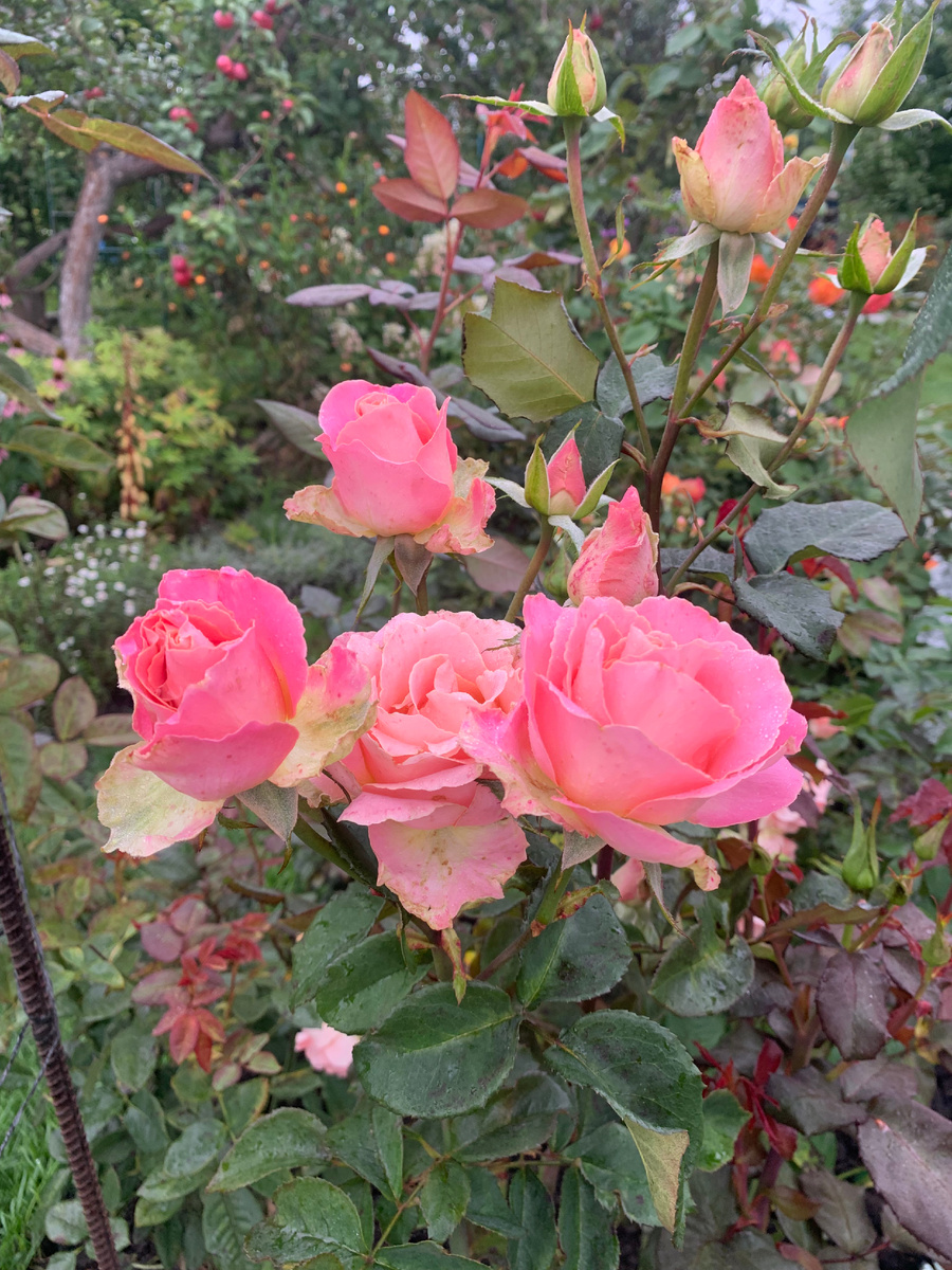 роза Эрмоза, все фото автора.