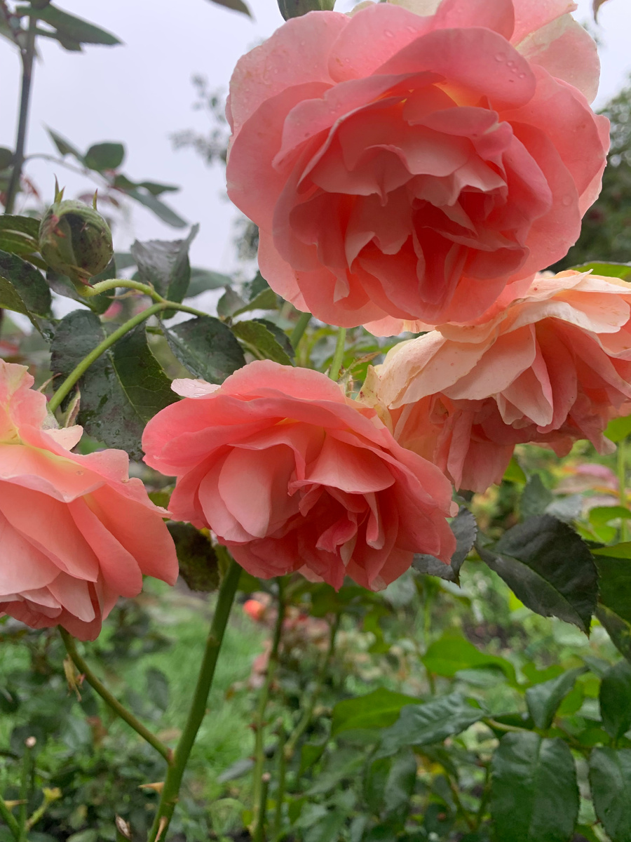 роза Джет Сэт.