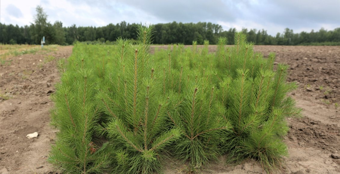    Фото: Пресс-служба Комитета лесного хозяйства Московской области