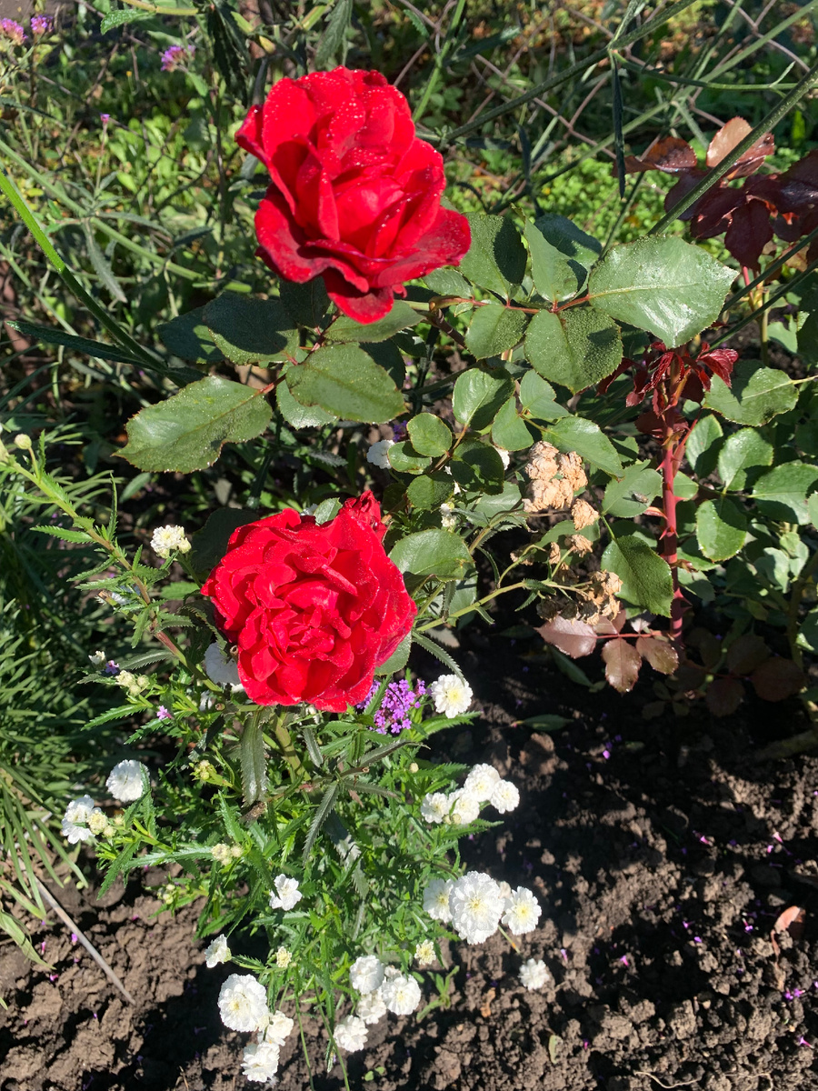 роза Квадра, все фото автора.