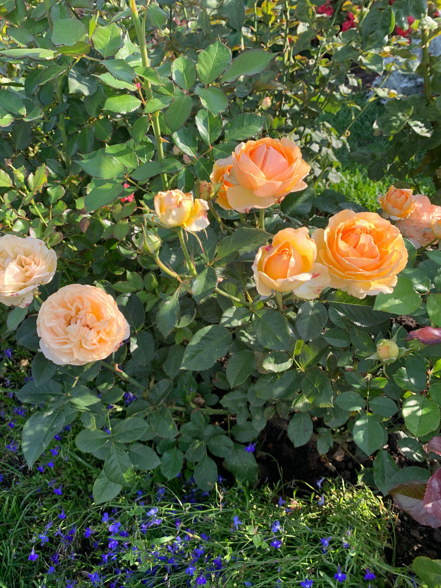 роза Женевьев Орси.