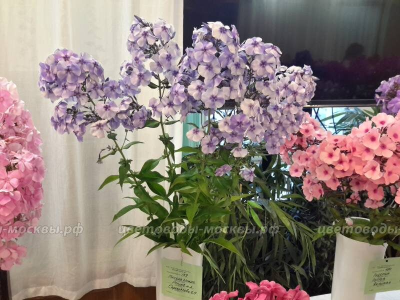 'Голубая Отрада' (Репрёв, 1988)