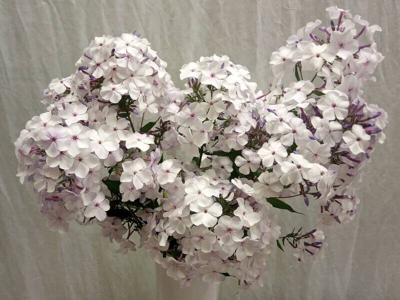 'Жуковский' (Репрёв, 1982)