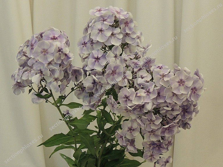 'Голубая Отрада' (Репрёв, 1988)