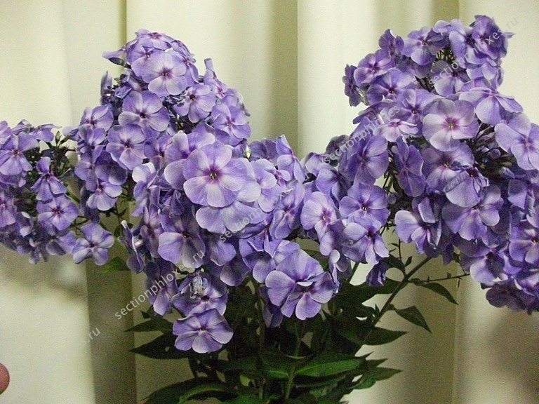 'Голубая Отрада' (Репрёв, 1988)