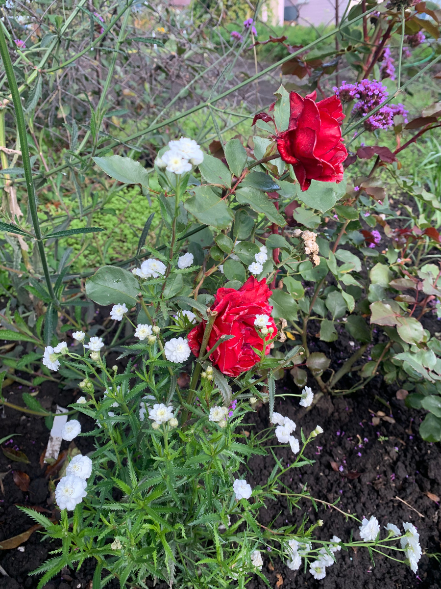 роза Квадра, все фото автора.