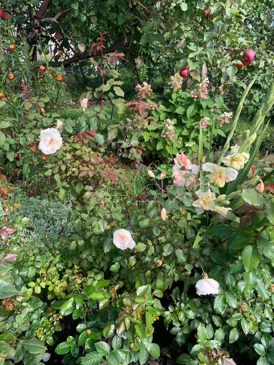 розы Свит Блонди и Чандос Бьюти.