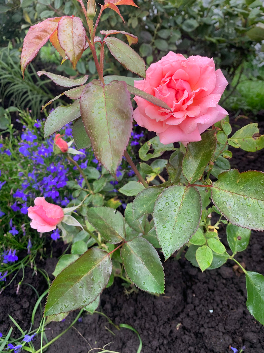 роза Поэзия. Все фото автора