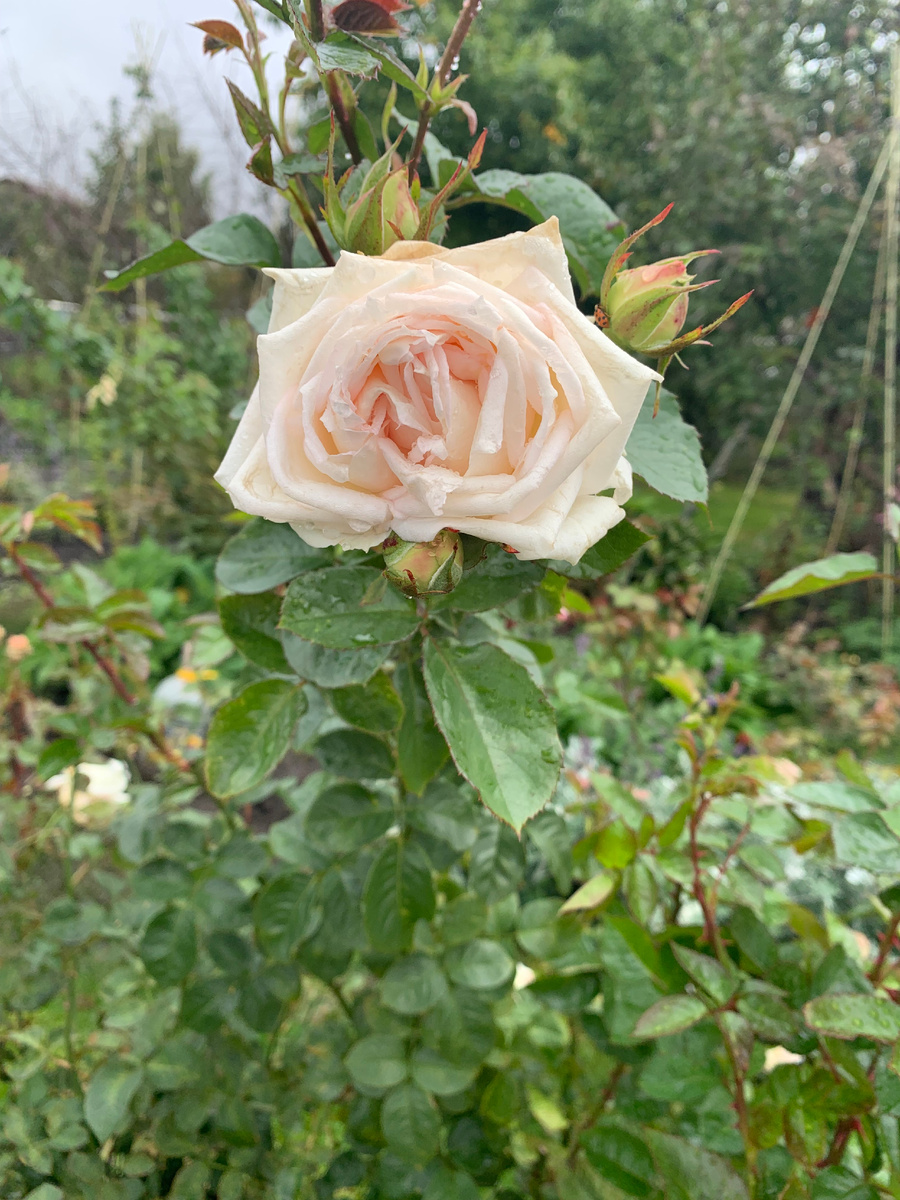 роза Мадам Анизет, все фото автора.