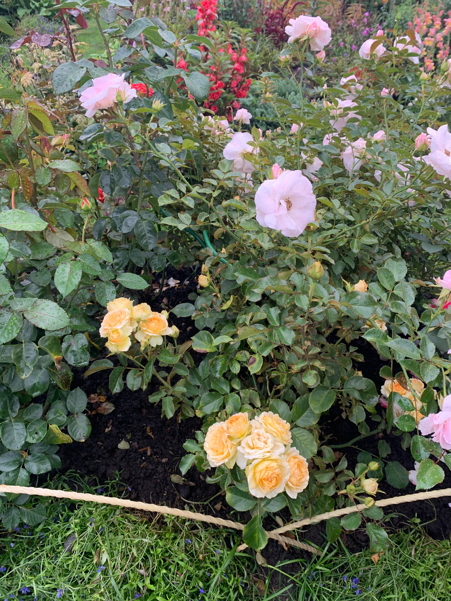 роза Болеро.