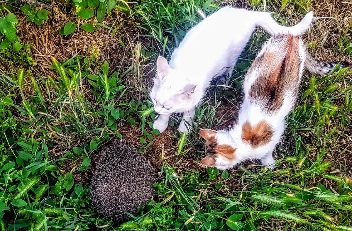 Маруся и Черепашка знакомятся с ежом, зашедшим к нам в гости.