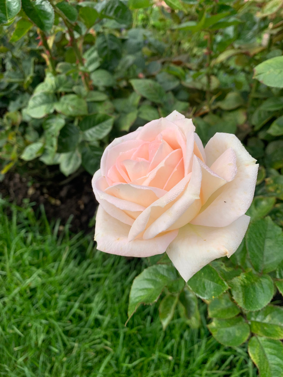 роза Мадам Анизет. Все фото автора.