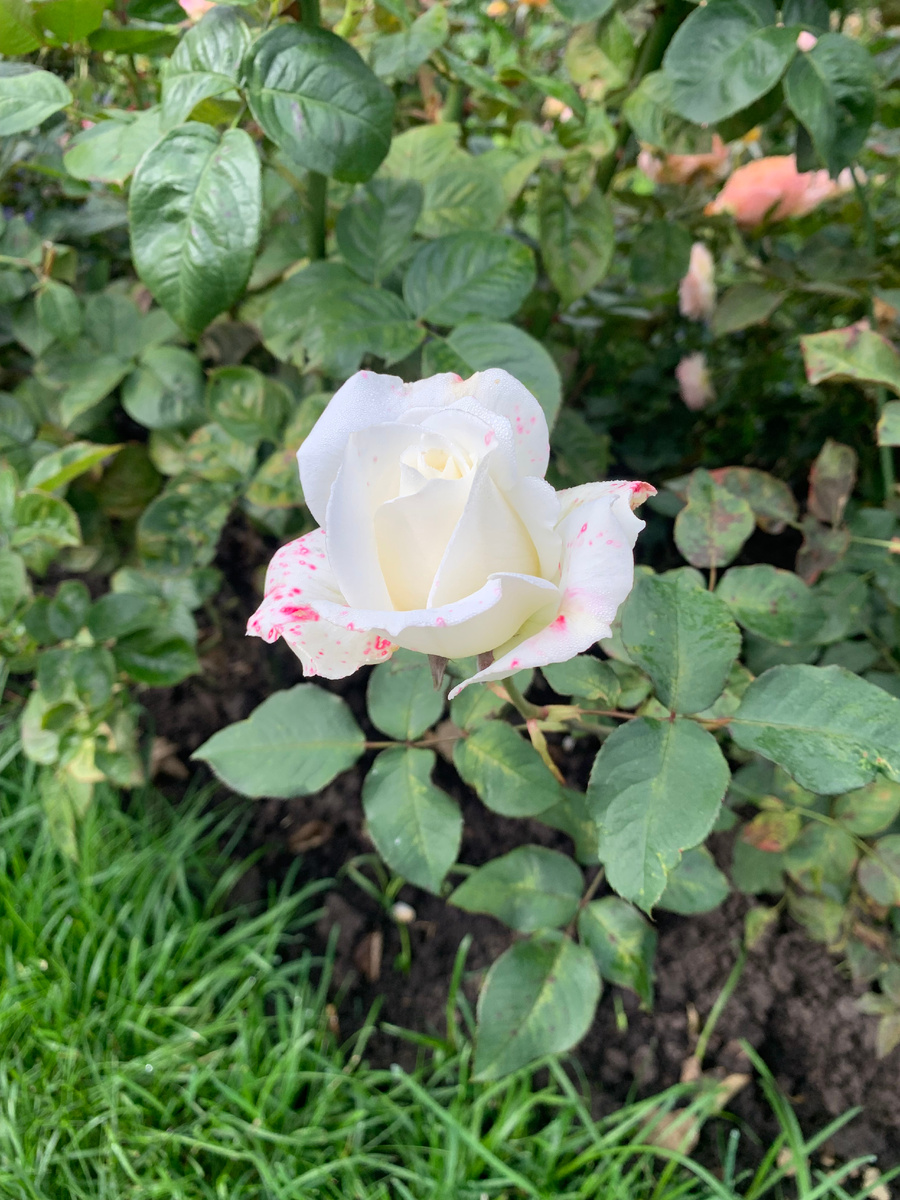 роза Папа Иоанн Павел 2