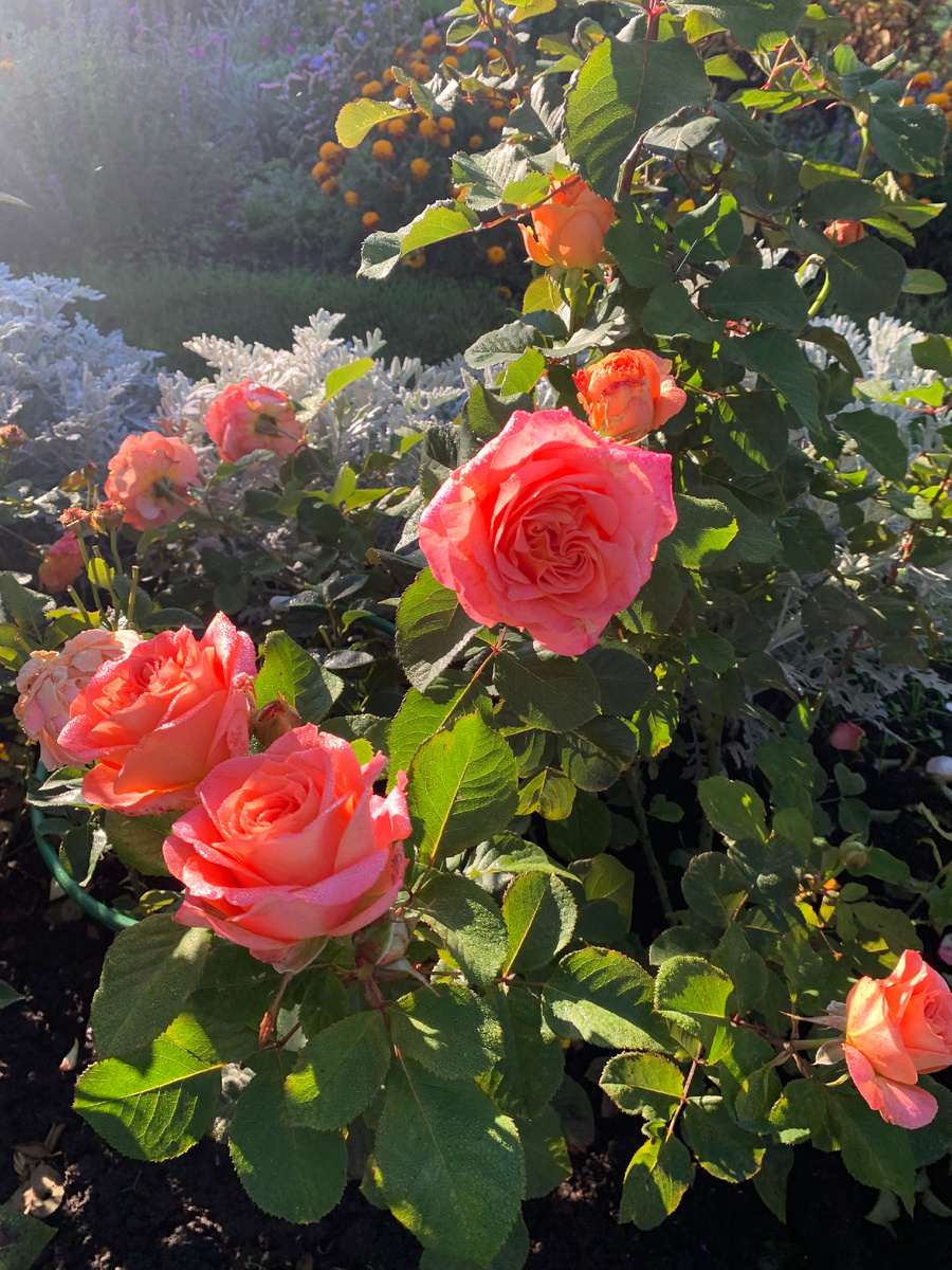 роза Вивьен Вествуд, все фото автора