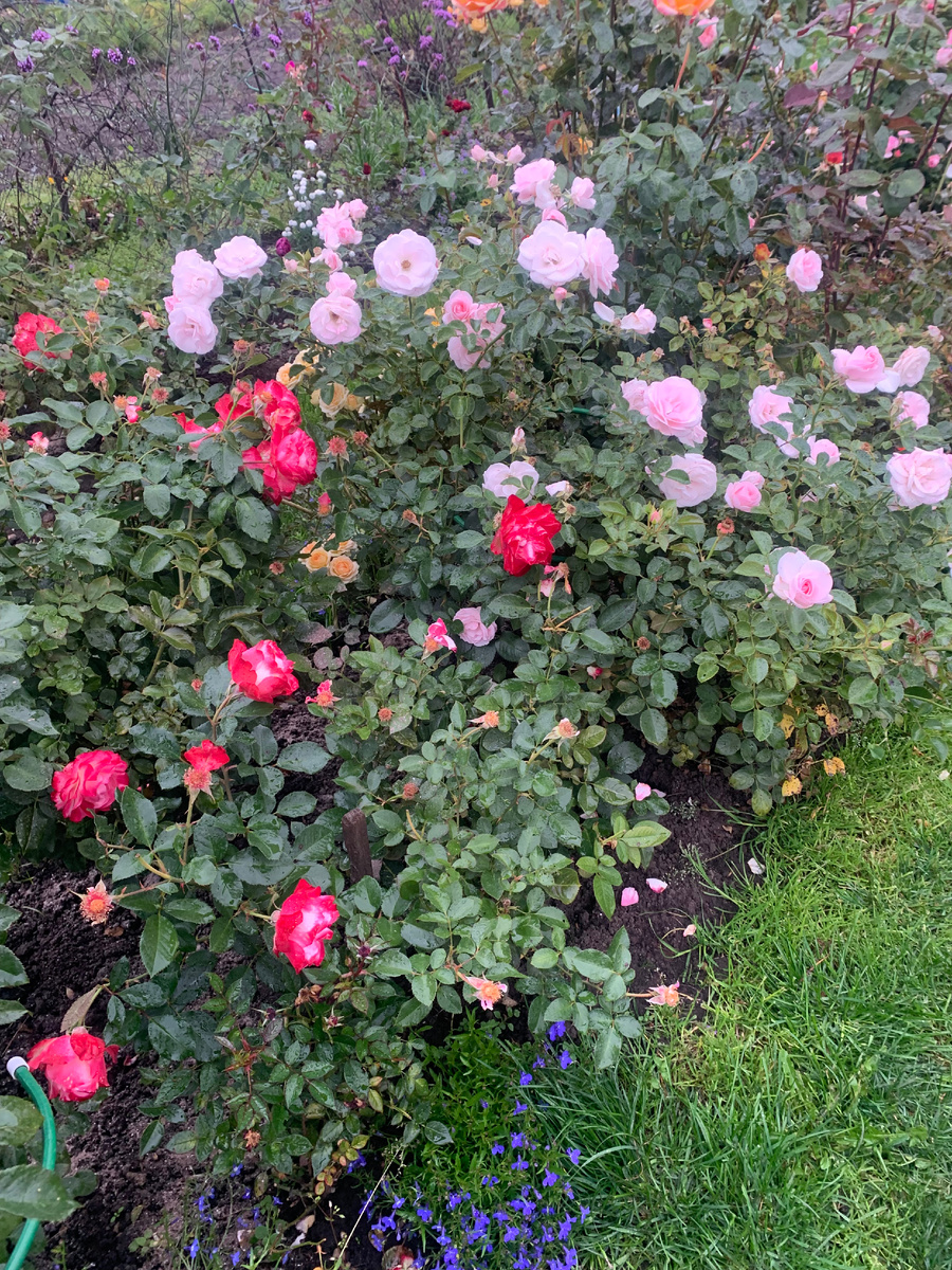 розы Юбилей принца Монако и Аспирин.