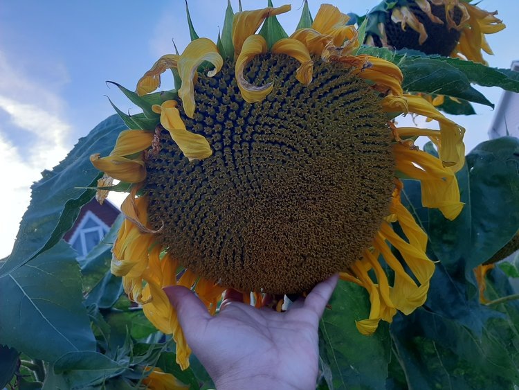    Фото: Лукьянов Дмитрий, AgroXXI.ru