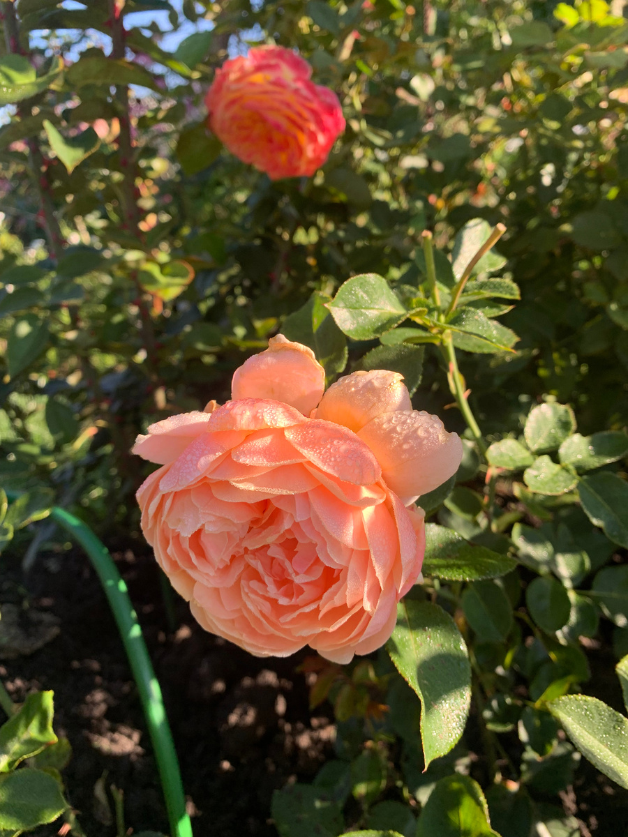 роза Парфам д'Орлеанс,