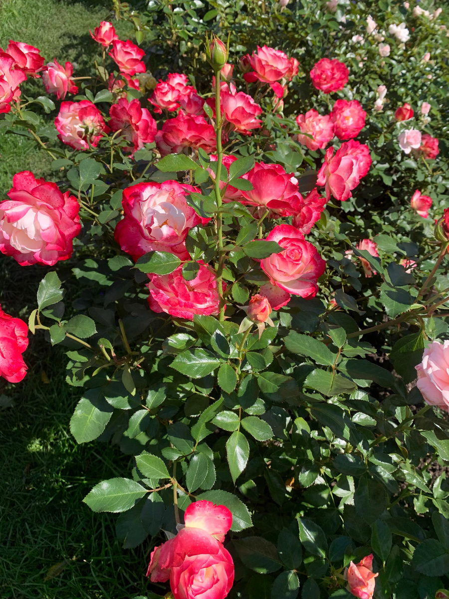 роза Юбилей принца Монако.