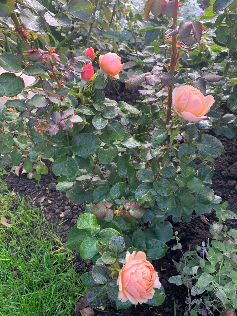  Йорз ин Континьюд Фрэндшип 