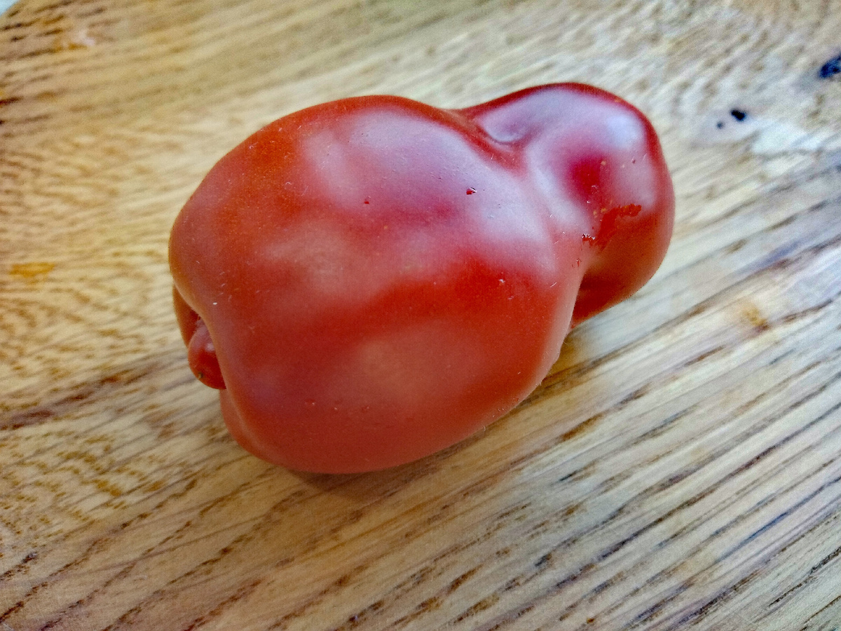 Фото автора от02.08.2025г. Внешний вид плода.