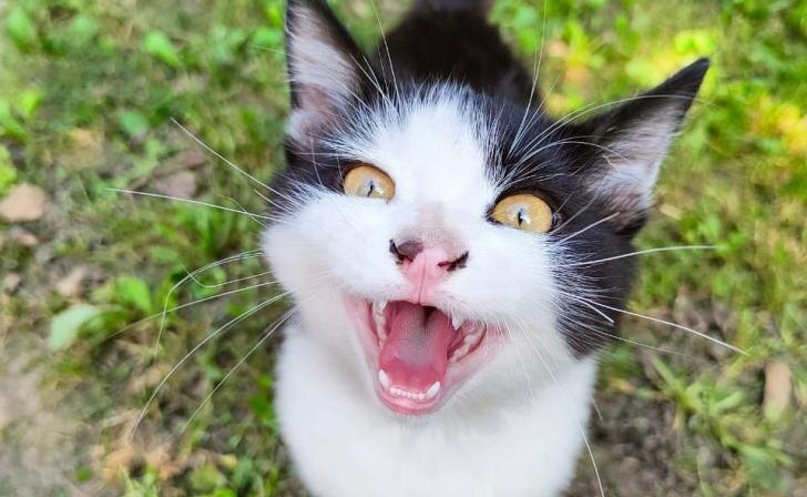    фото Курские известия