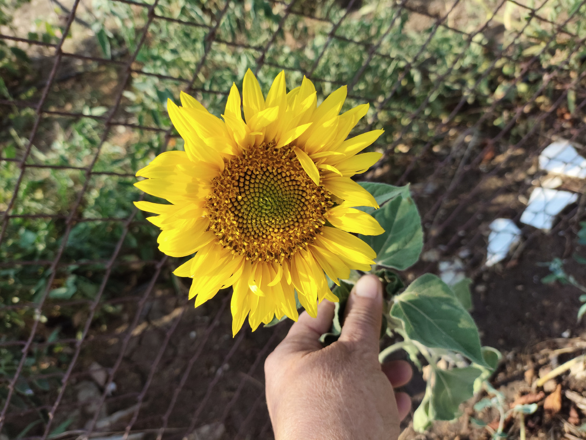 Вот такие крохотные у меня подсолнухи выросли )))