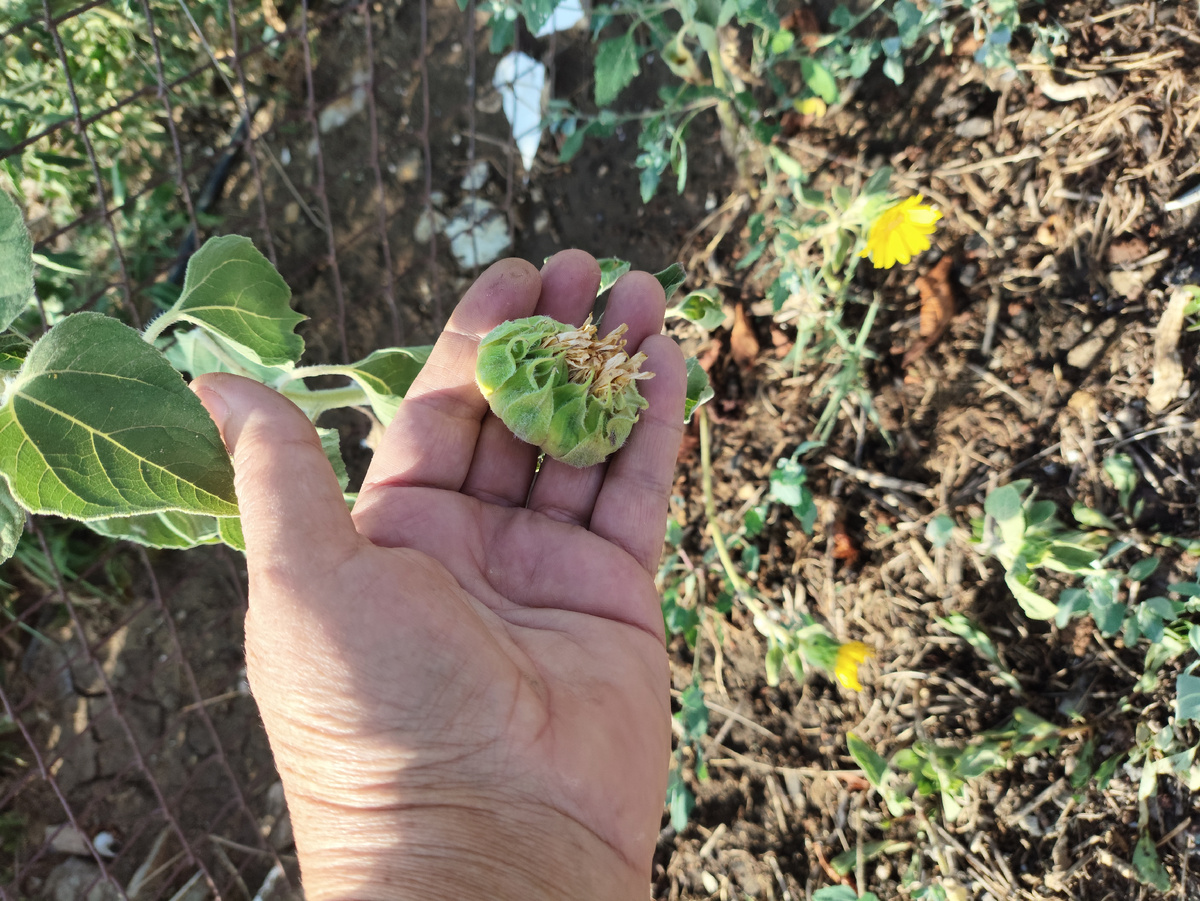 Этот уже отцвел )))