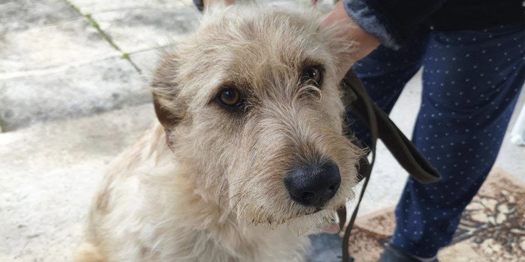 Под Тулой ищут дом собаке-бородатику, которую чудом спасли