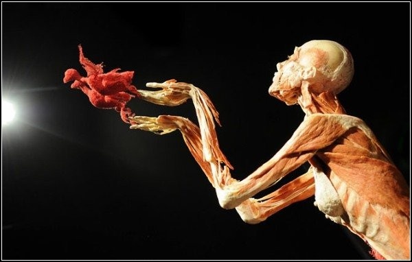 Скульптуры из трупов в музее Гюнтера фон Хагенса (Gunther von Hagens)
