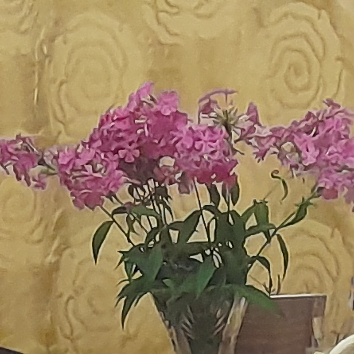 Фото автора.  Флоксы дома