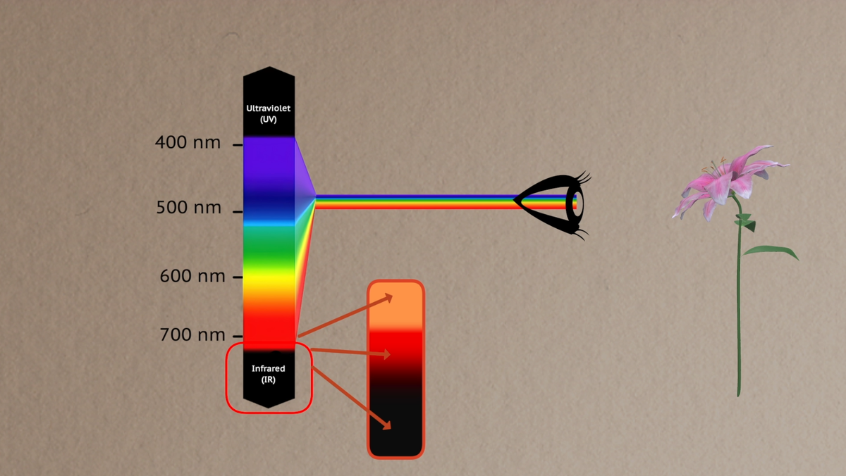 Диапазон видимого спектра