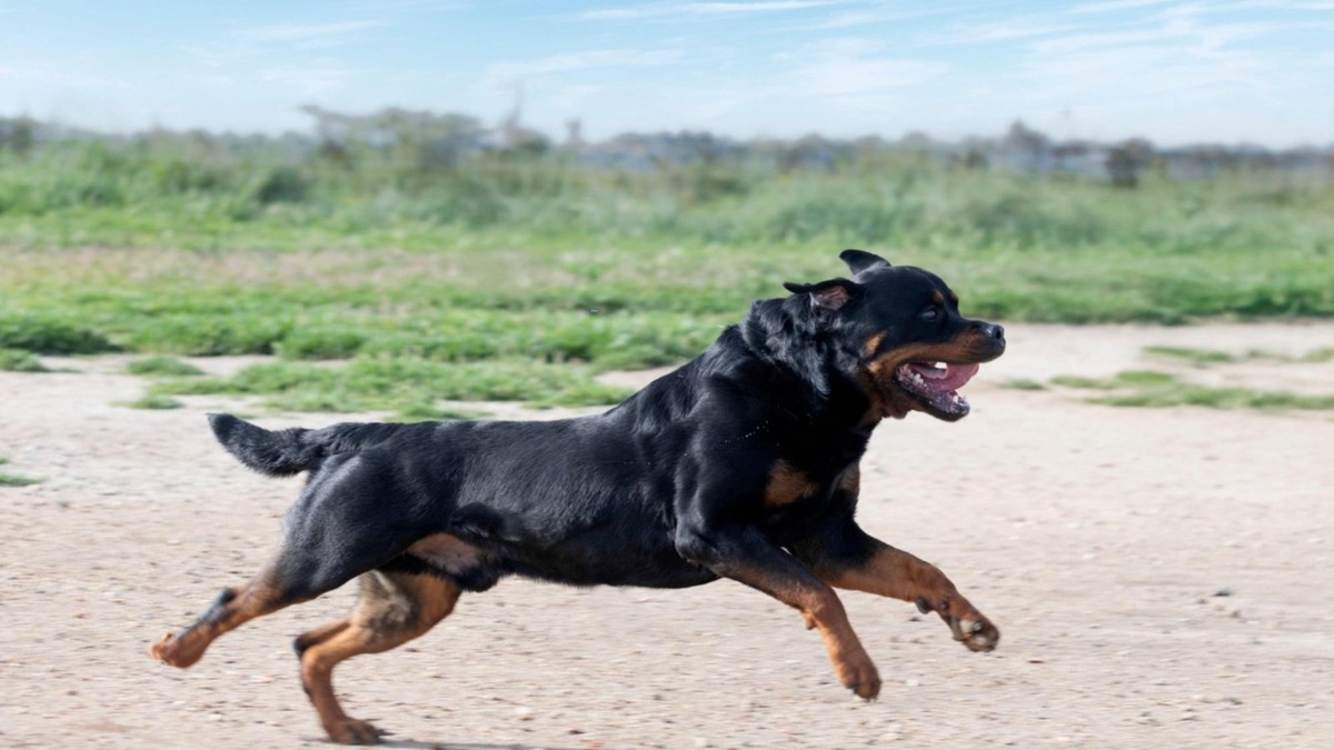    Артрит — одна из самых частых проблем у крупных собак, ограничивающая их подвижность.