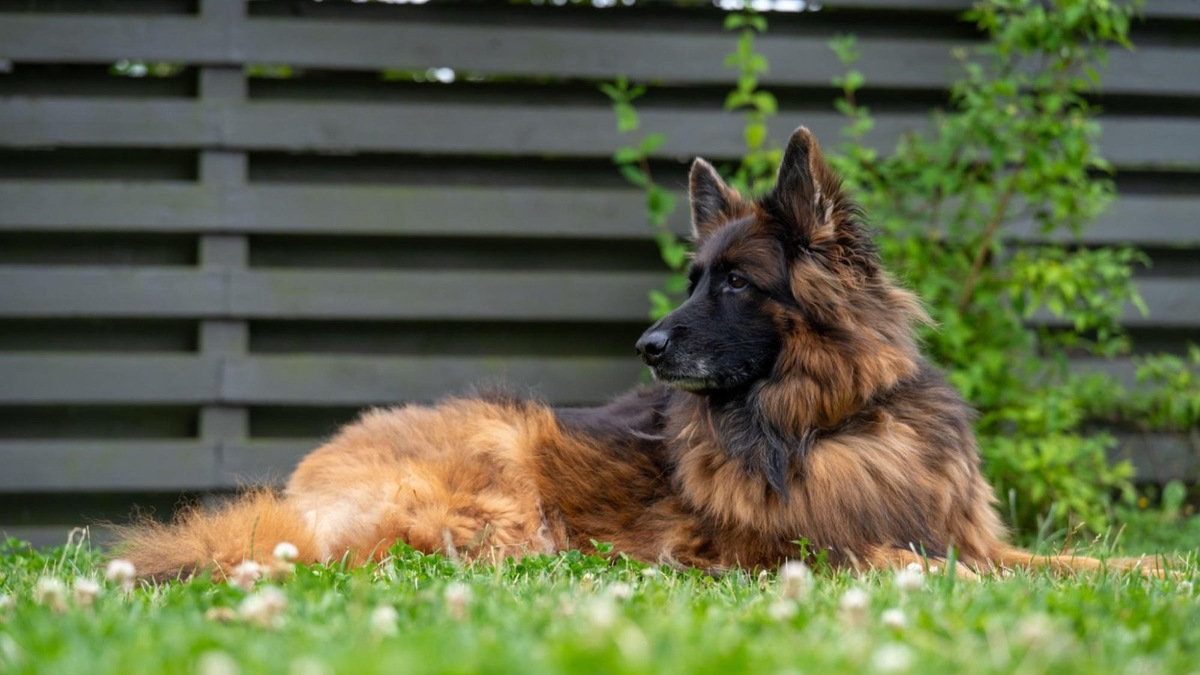    Грозная опасность для крупных пород — заворот желудка, требующий срочной помощи.