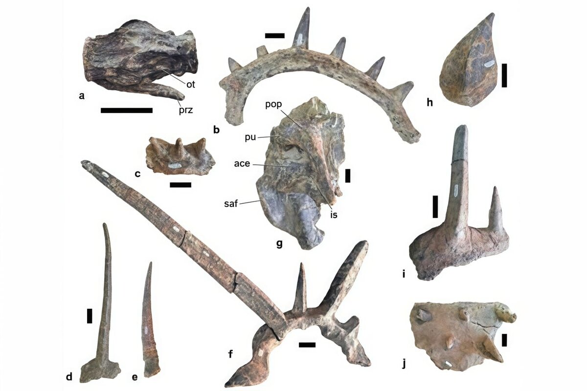    Обнаруженные останки Spicomellus afer / © Matthew Dempsey/ Maidment et al.