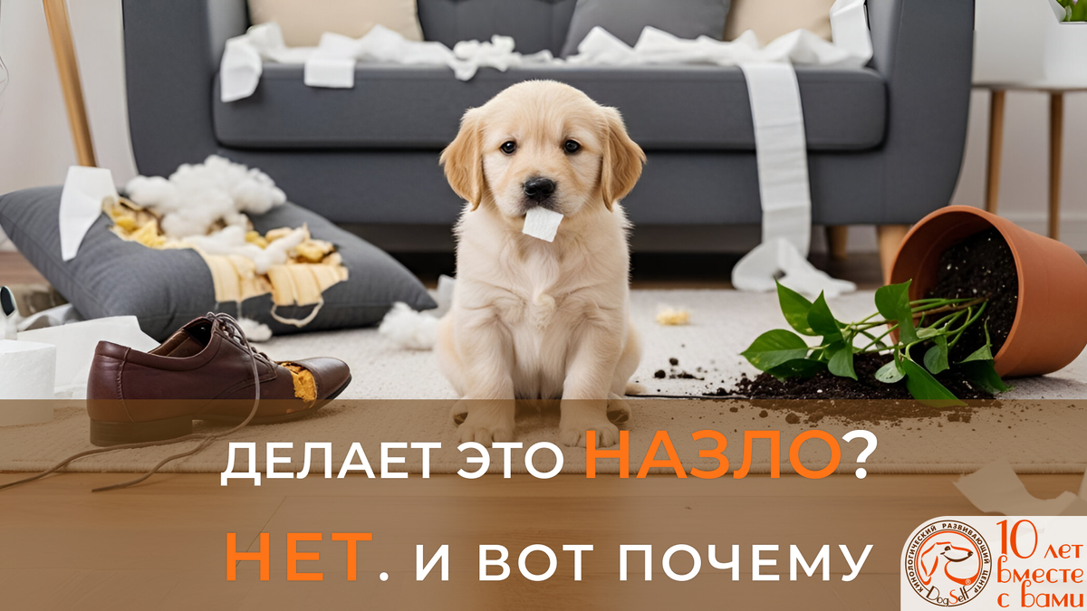 Юмористическая иллюстрация к статье о воспитании щенка: очаровательный щенок золотистого ретривера сидит посреди разгромленной гостиной, метафора важности раннего обучения. Фото: DogSelf.