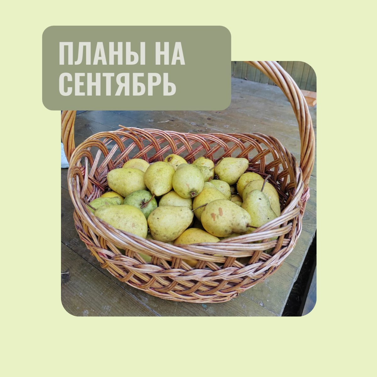 Прошлогодний урожай груш, в этом году плодовые деревья у нас отдыхают.