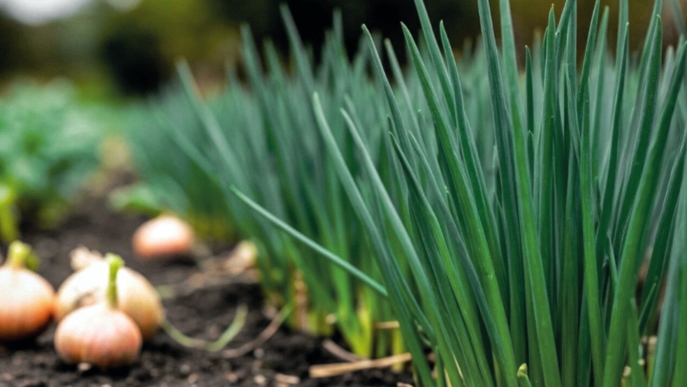 При +18°C луковицы накапливают максимальное количество эфирных масел, отвечающих за лёжкость.