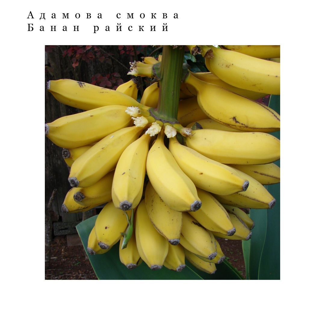 коллаж автора