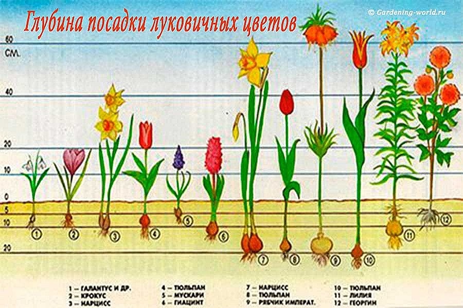 Схема посадки луковичный цветов.