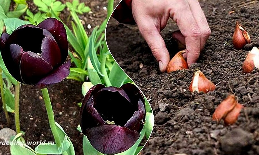 Когда сажать тюльпаны осенью + таблица сроков для луковичных цветов