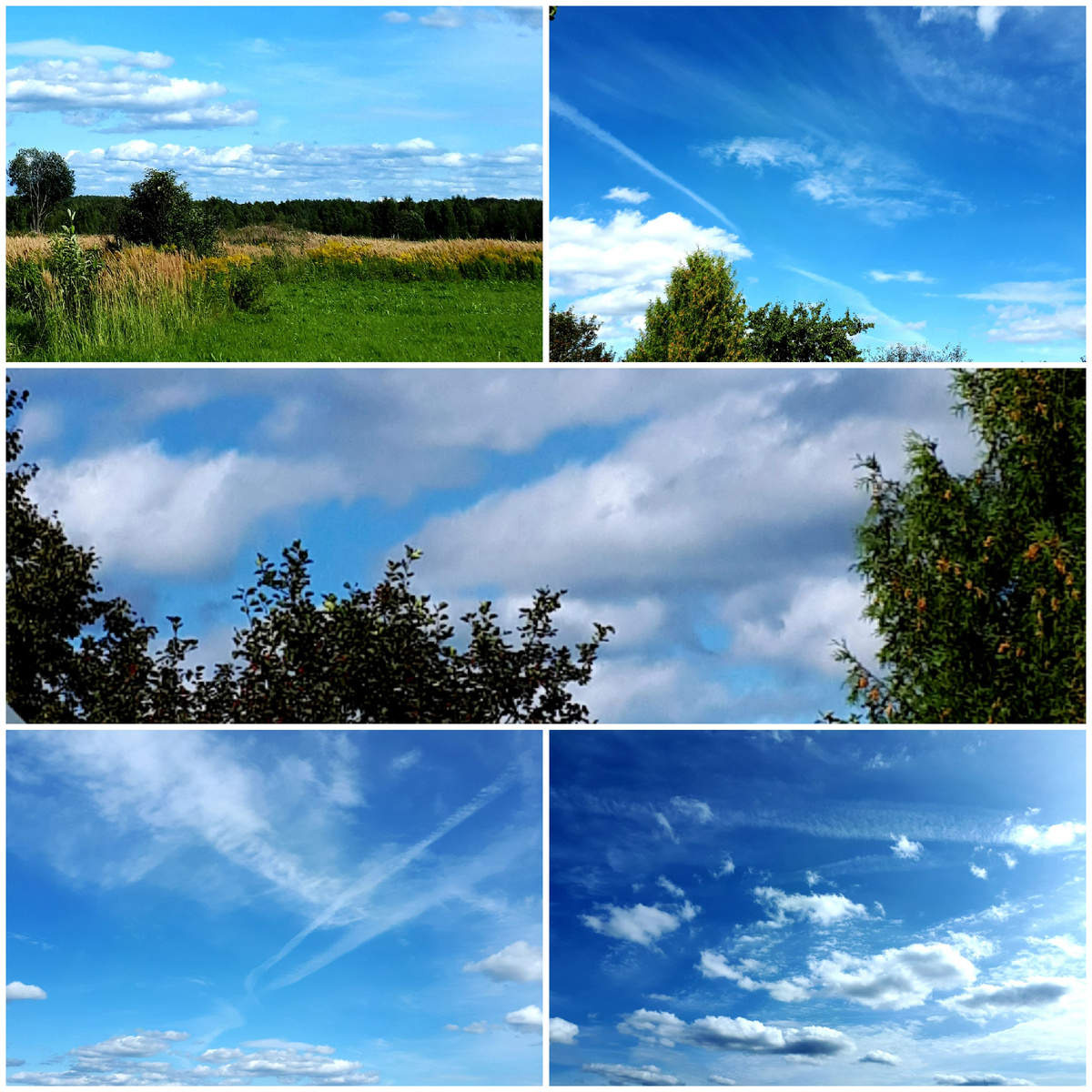 Коллаж автора 28.08.2025г.