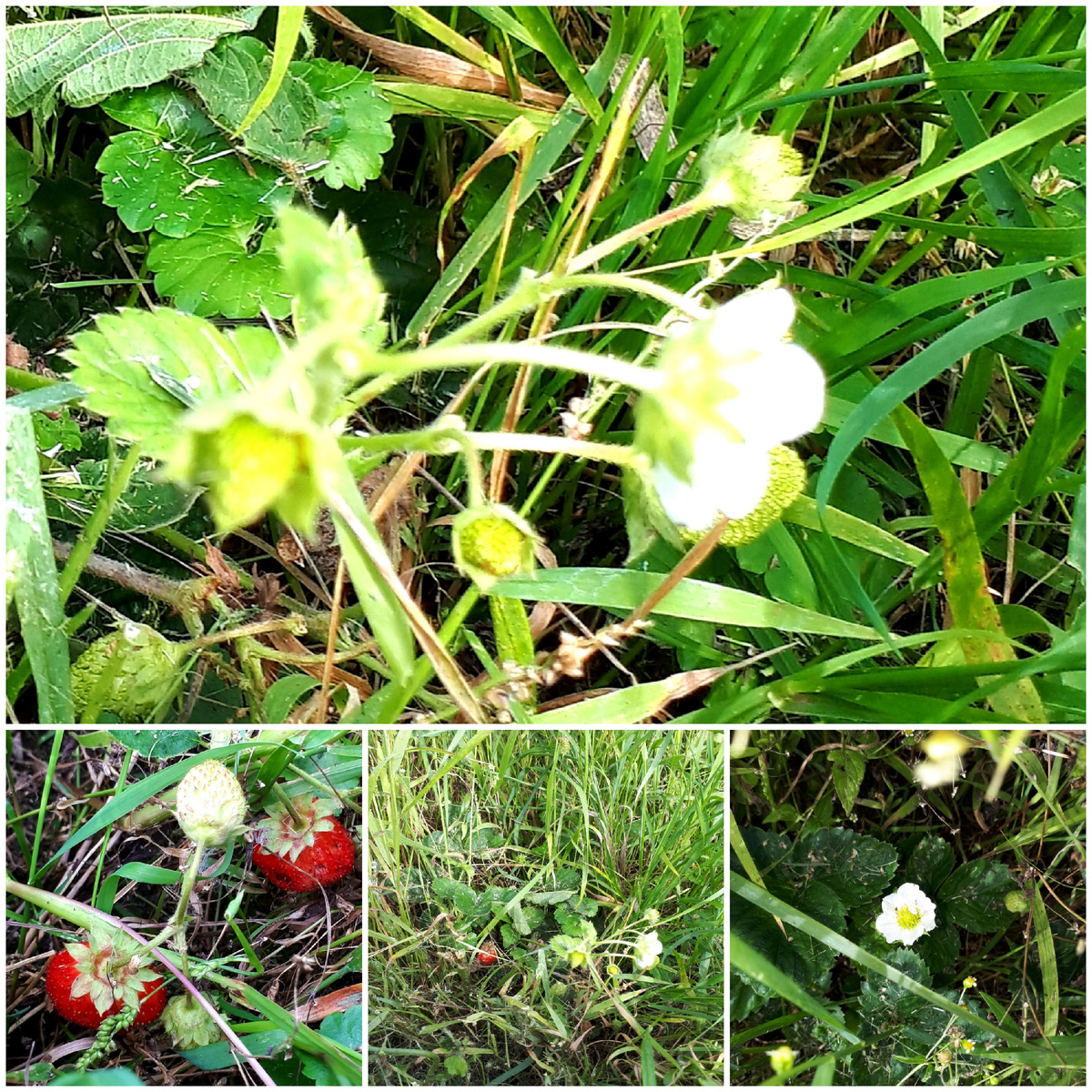 Коллаж автора 28.08.2025г.